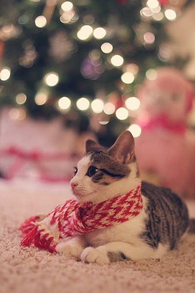 Коты из сети