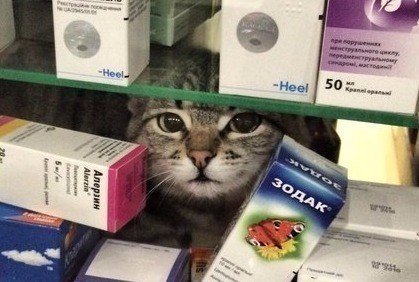 Коты из сети