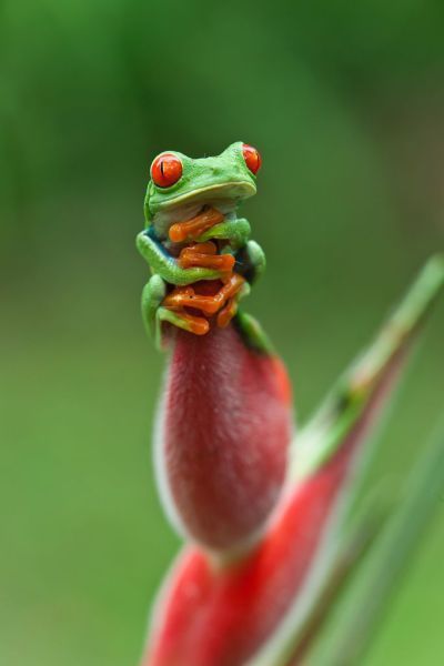 Самые смешные животные