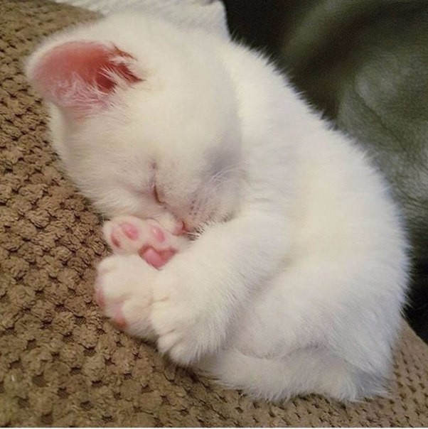 Коты и Кошки