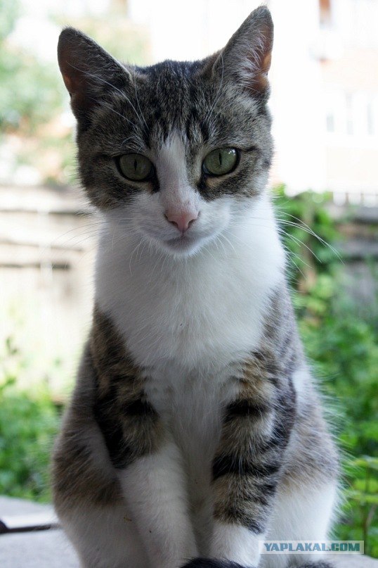 КОТЭантэнна