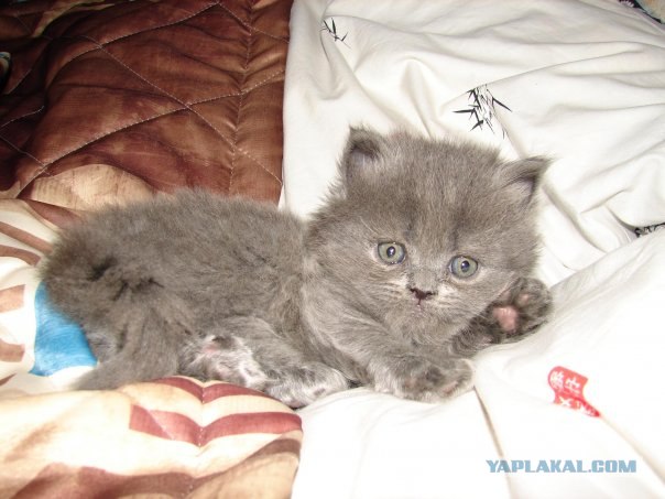 Lolcats - котовторник 33 лолокота!
