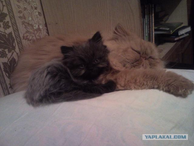 Котовторник 24.04.2012