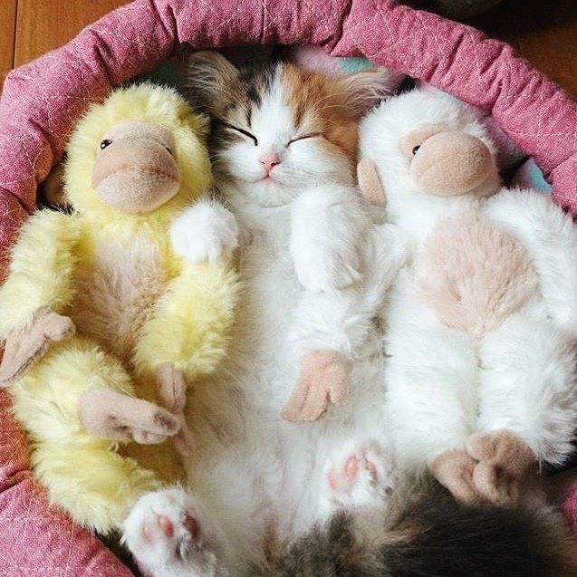 Забавные фото котеек