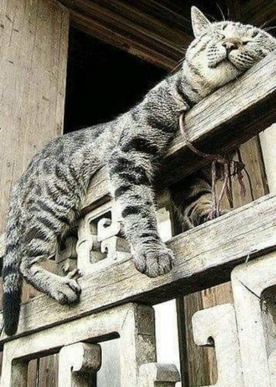 Котовторник в картинках