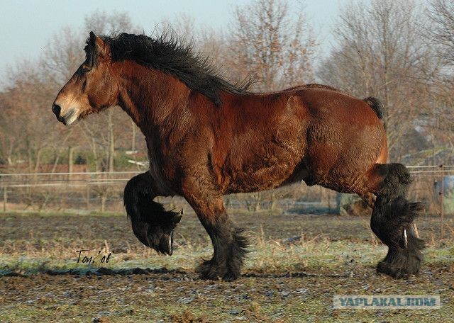 Модель-красотка из Южной Кореи