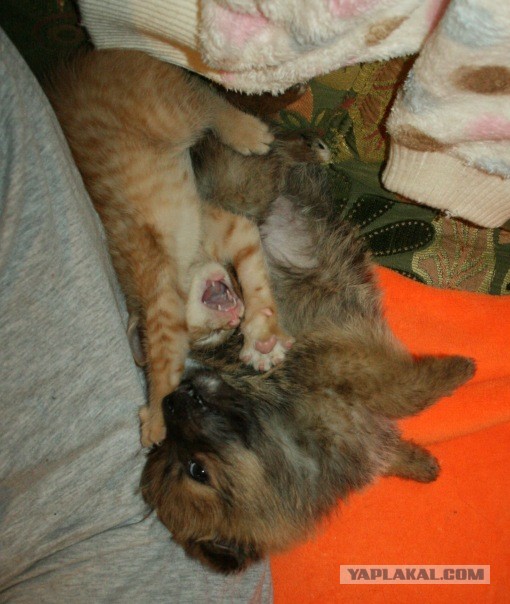 Котовторник 23.07.2013