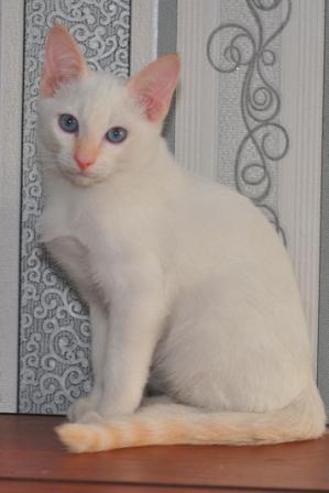 Котовторник 18.03.2014