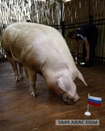 ЕС пожалуется ВТО на запрет ввоза свинины в Россию