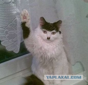 Перлы холуя Педро Потрошенко перед господами из ЕС