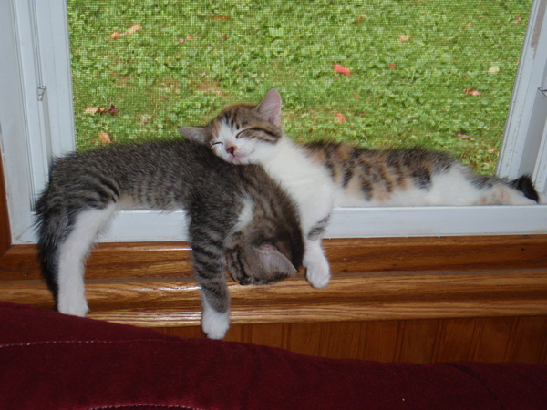 Котовторник 23.09.2014.
