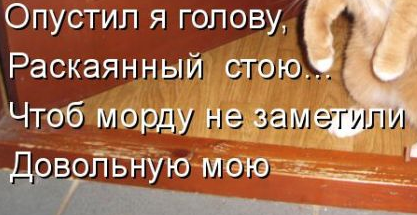 Подборка смешных и забавных фото