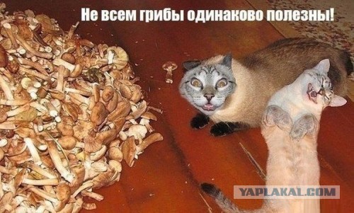 Фотоприколы