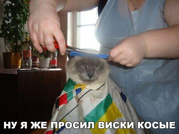 Мохнатые беспредельщики