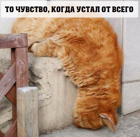 Мохнатые беспредельщики