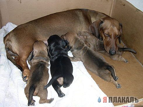 СОБАКИ и ЩЕНКИ. Все про собак!
