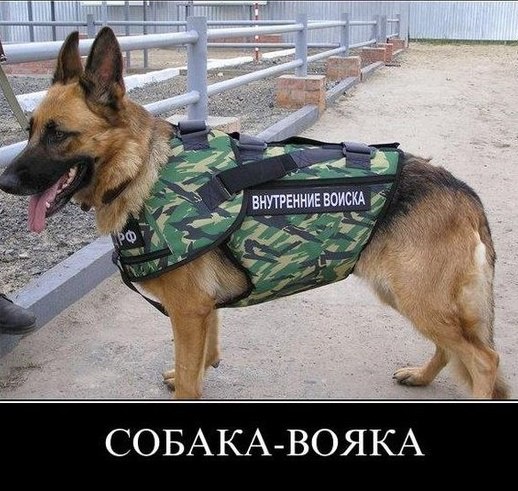 Мохнатые беспредельщики