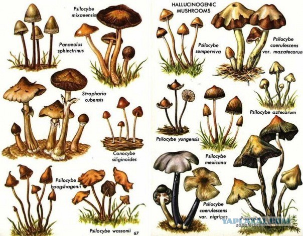 Раскрываем тему грибов