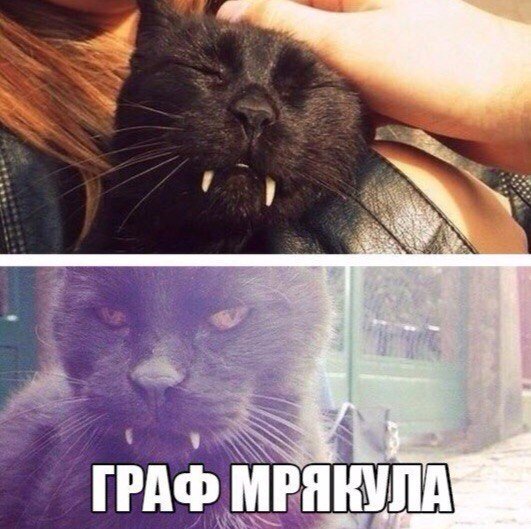 Коты и Кошки