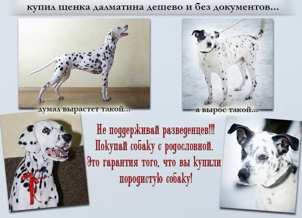 Наивная яжмать