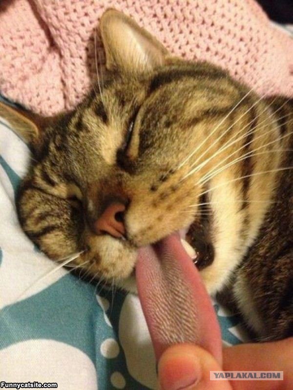 16 нелепых и смешных вещей, которые делают все кошачьи владельцы