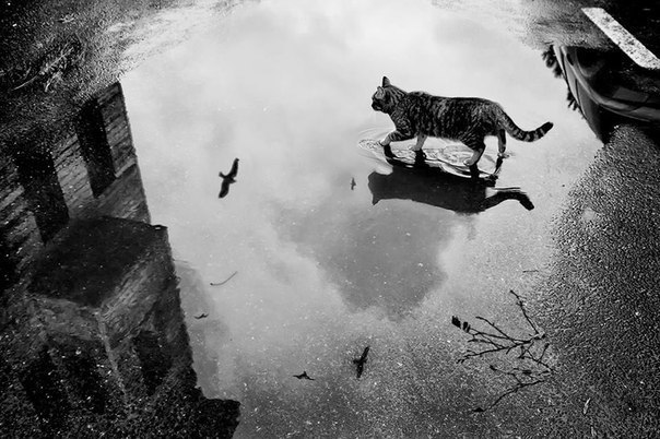 Коты и Кошки