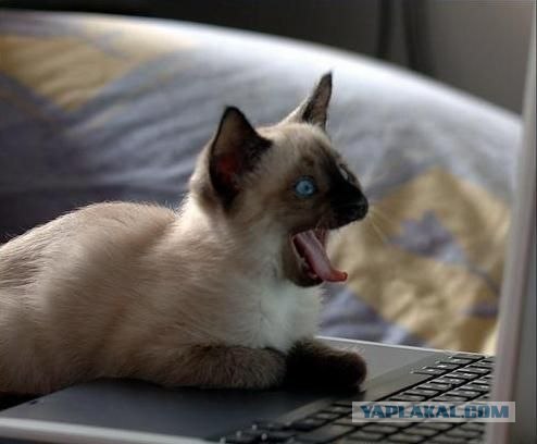 УРРААА ! Котовторник на ЯПлакалъ !