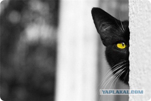 Котовторник на ЯПлакалъ: Кото и кто-то!