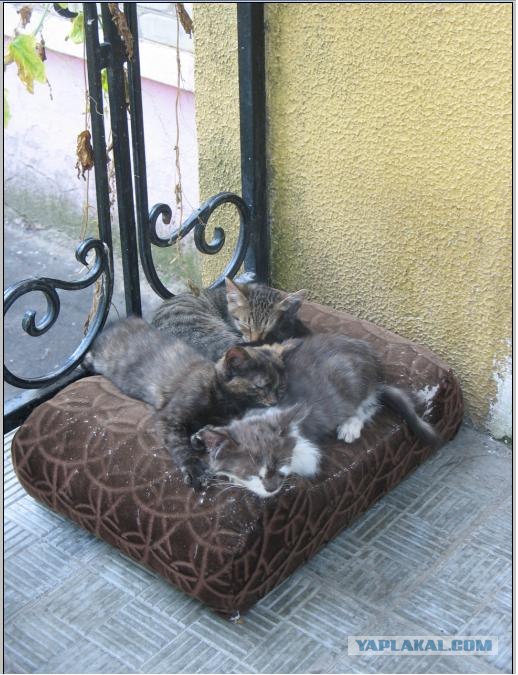 Котейка