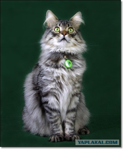 Котовторник (20.01)