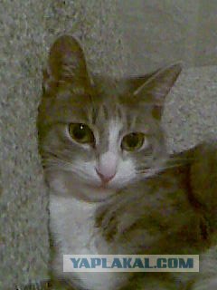 Котовторник 1.02.2011