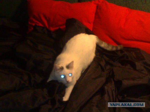 Начинаем котовторник!
