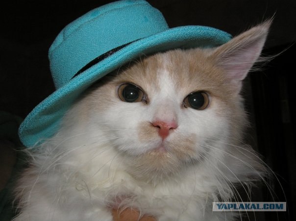 Первый котовторник июля