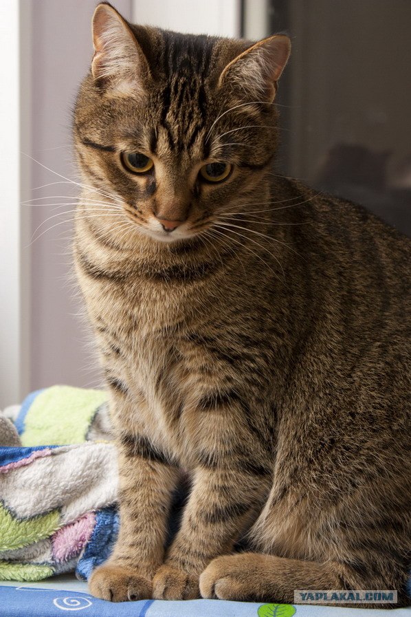 Котовторник в "КотоГетто"