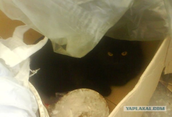 Котовторник 1.11.11