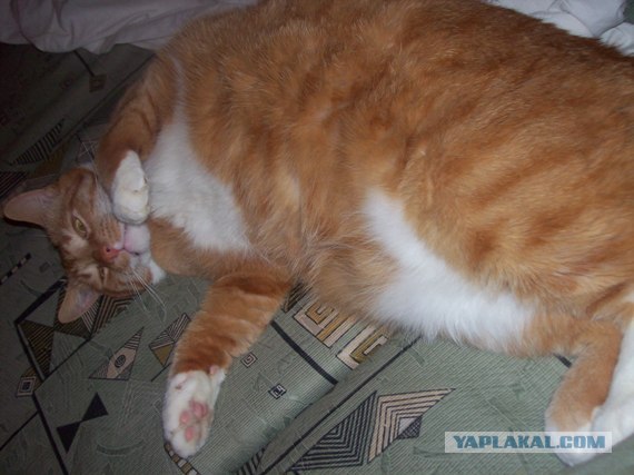 Котовторник 20.12.2011