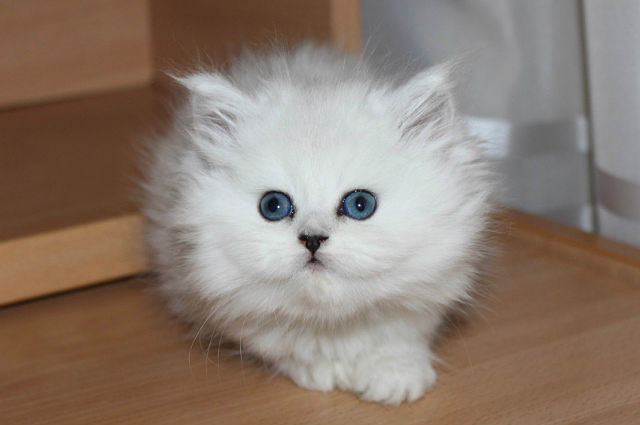 Котовторник 17 января