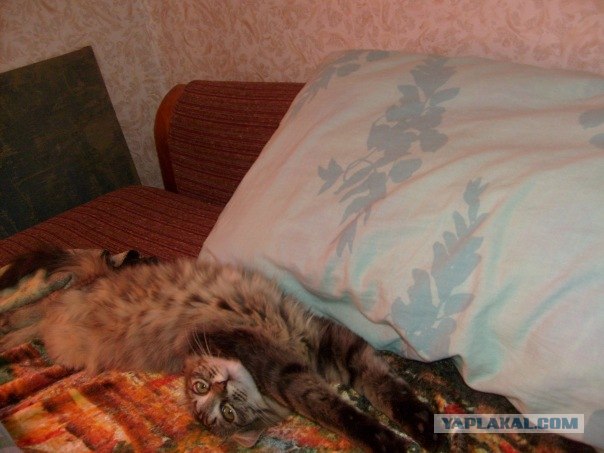 Котовторник 27.03.2012