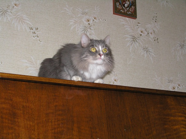 Котовторник 24.04.2012