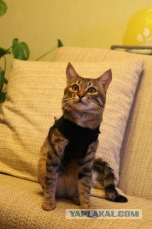 Котовторник 03 07 2012