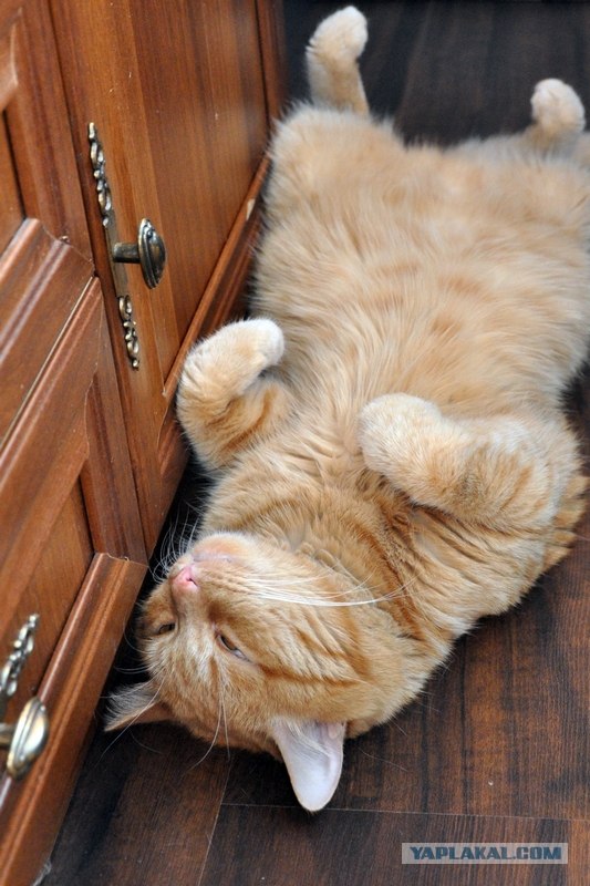 Котовторник  17.07.2012