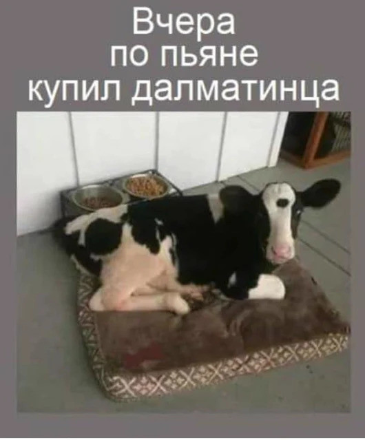 Солянка картинок из интернета