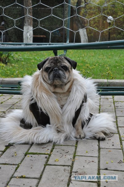 Английский бульдог! Чудо собака