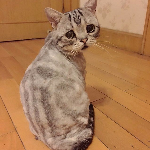 Котовторник! начнем? 04.06.19