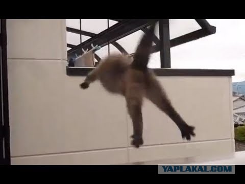 Какая интересная техника прыжка у котейки