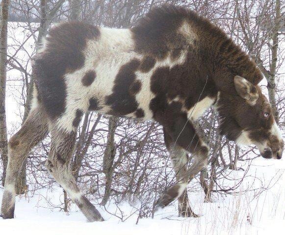 Подборка забавной живности