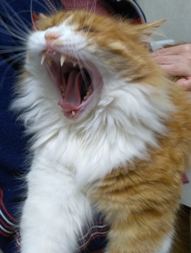 Кот Василий