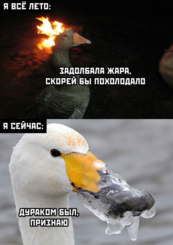 Весёлый полтишок 11.09