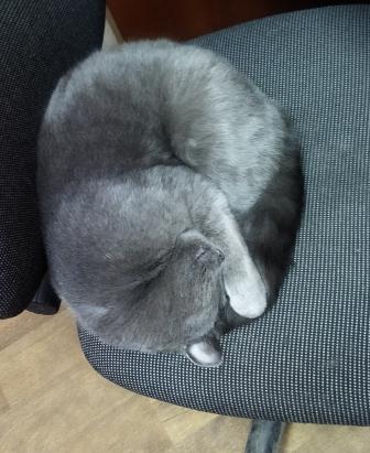 Котовторнику быть