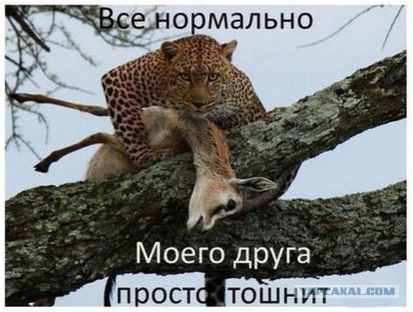 Не ходите дети в Африку гулять (с)
